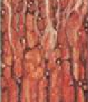 Дерново-подзолистая легкосуглинистая почва, САДПП-09/4, ОСО 18911