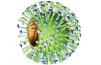 ИХТ "Flu Тест A" для выявления антигенов вируса гриппа А (включая вирус свиного гриппа A H1N1) в  выделениях из носа человека (20  кассет)