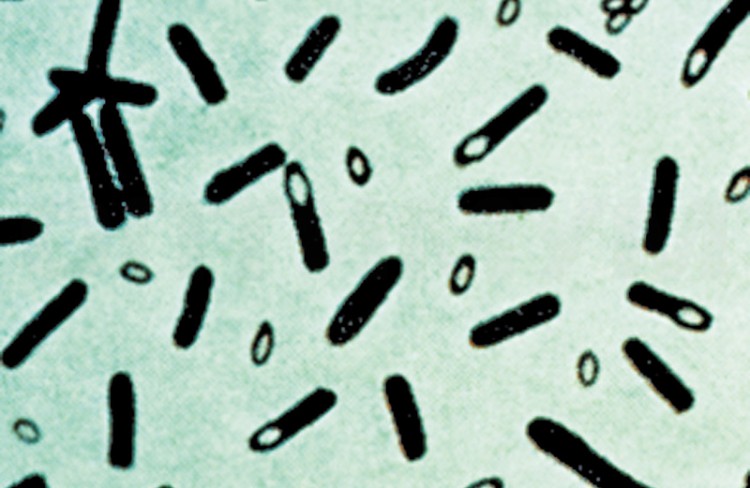 Хромогенная среда для изоляции Cl. perfringens методом мембранной фильтрации (основа), 500 г
