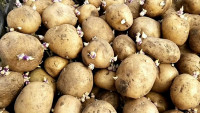 Клубни картофеля (К-02), ОСО 10-202-2014