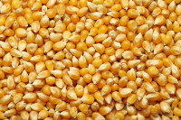 Зерно кукурузы (ЗК-02), ОСО 10-204-2014
