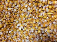 Корма кукурузные сухие, ОСО 10-197-2014
