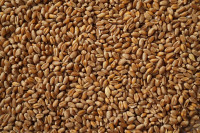 Зерно пшеницы (ЗПказ-03), ОСО 10-200-2014