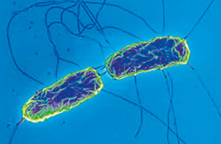 Anti- Salmonella: Антитела поликлональные моноспецифические H m, 1 мл, лиоф.