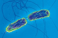 Anti- Salmonella: Антитела поликлональные моноспецифические H p, 1 мл, лиоф