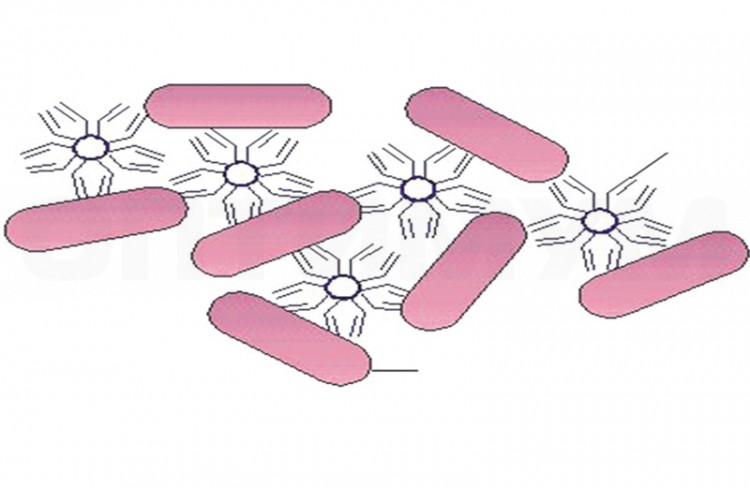 Реагент для теста Видаля: Контроль антигена Paratyphi B, 1 мл, лиоф.