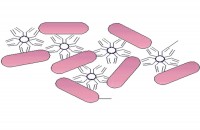 Реагент для теста Видаля: Контроль антигена Typhi, 1 мл, лиоф
