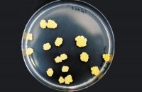 Среды для грамположительных бактерий
