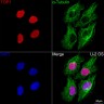 Антитела Anti-Rabbit IgG (H+L) козьи, поликлональные, коньюгированые с Cy3, ABclonal