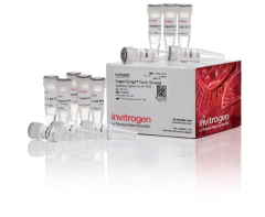 Набор SuperScript First-Strand Synthesis System for RT-PCR, Thermo FS