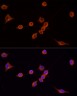 Антитела Anti-Mouse IgG (H+L) козьи, поликлональные, конъюгированные с TRITC, ABclonal