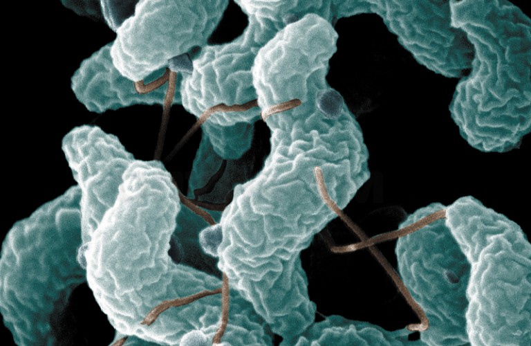 ИХТ "КАМПИЛО Тест" для выявления антигенов Campylobacter spp. (20 кассет)