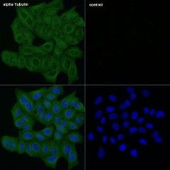 Антитела Anti-Mouse IgG (H+L) козьи, поликлональные, конъюгированные с ABflo (TM) 488, ABclonal