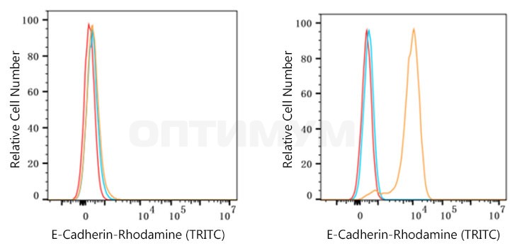 Антитела Anti-Rabbit IgG (H+L) козьи, поликлональные, коньюгированые с Rhodamine (TRITC), ABclonal