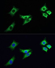 Антитела Anti-Rabbit IgG (H+L) козьи, поликлональные, конъюгированные с ABflo 488, ABclonal