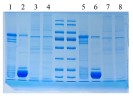 Буфер 2×SDS-PAGE loading buffer (inodorous, reduced form), Servicebio