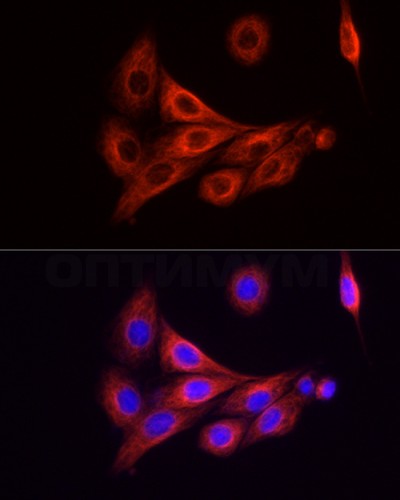 Антитела Anti-Mouse IgG (H+L) козьи, поликлональные, конъюгированные с ABflo 594, ABclonal
