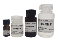 Набор Silver Stain kit for Protein, 25 реакций, Servicebio