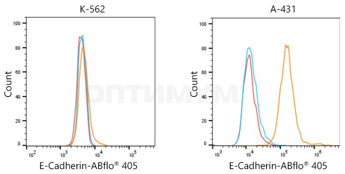 Антитела Anti-Rabbit IgG (H+L) козьи, поликлональные, коньюгированые с ABflo 408, ABclonal
