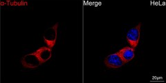 Антитела Anti-Mouse IgG (H+L) козьи, поликлональные, конъюгированные с ABflo 647, ABclonal