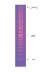 Маркер длин ДНК, EZ Load 20 bp, 50 фрагментов от 20 до 1000 п.н., готовый к применению, 0,1 мкг/мкл, Bio-Rad