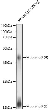 Антитела Anti-Mouse IgG (H+L) козьи, поликлональные, не конъюгированные, ABclonal