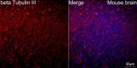 Антитела Anti-Rabbit IgG (H+L) козьи, поликлональные, коньюгированые с ABflo 750, ABclonal