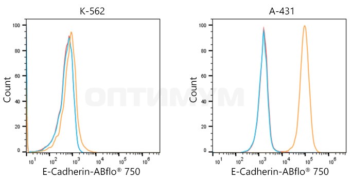 Антитела Anti-Rabbit IgG (H+L) козьи, поликлональные, коньюгированые с ABflo 750, ABclonal