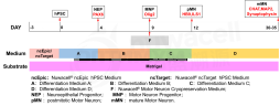 Набор для дифференцировки иПСК в моторные нейроны hPSC-Motor Neuron Differentiation Kit, Nuwacell