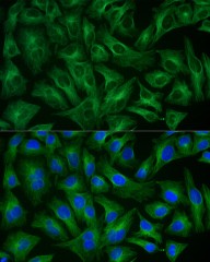 Антитела Anti-Rabbit IgG (H+L) козьи, поликлональные, коньюгированые с ABflo 488, ABclonal
