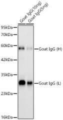 Антитела Anti-Goat IgG (H+L) кроличьи, поликлональные, не коньюгированные, ABclonal