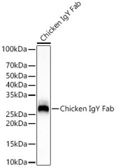 Антитела Anti-Chicken IgY (Fab) кроличьи, поликлональные, не коньюгированные, ABclonal