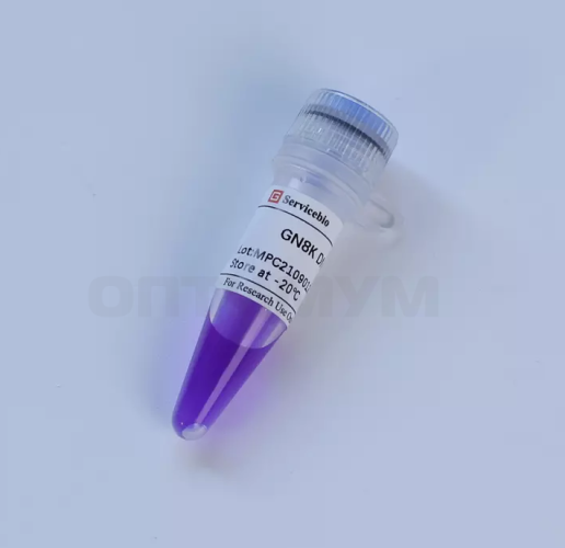 Маркер молекулярного веса GN8K DNA Marker, 0,1-8 кбаз, Servicebio