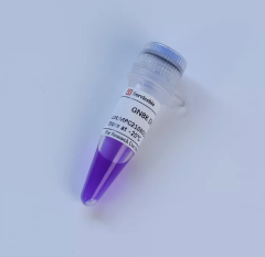 Маркер молекулярного веса GN8K DNA Marker, 0,1-8 кбаз, Servicebio
