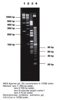 Агароза, низкий EEO, MS-8, Molecular Screening, повышенная четкость разделения фрагментов менее 1200 п.н., diaGene