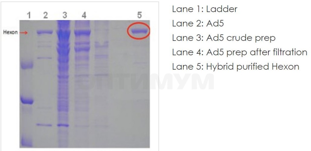 Нативный белок (гексон) аденовируса Native Adenovirus Type 5 hexon protein, Abcam