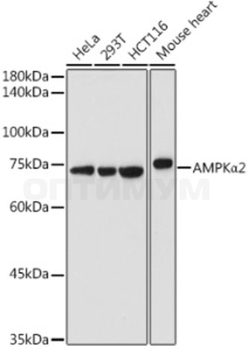 Антитела [KO Validated] AMPKα2 кроличьи, поликлональные, ABclonal