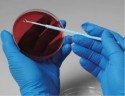 Candida krusei, штамм ATCC 14243, 5 петель, Thermo FS