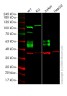 Клеточная линия Human CD47 knockout HEK293T cell line, Abcam