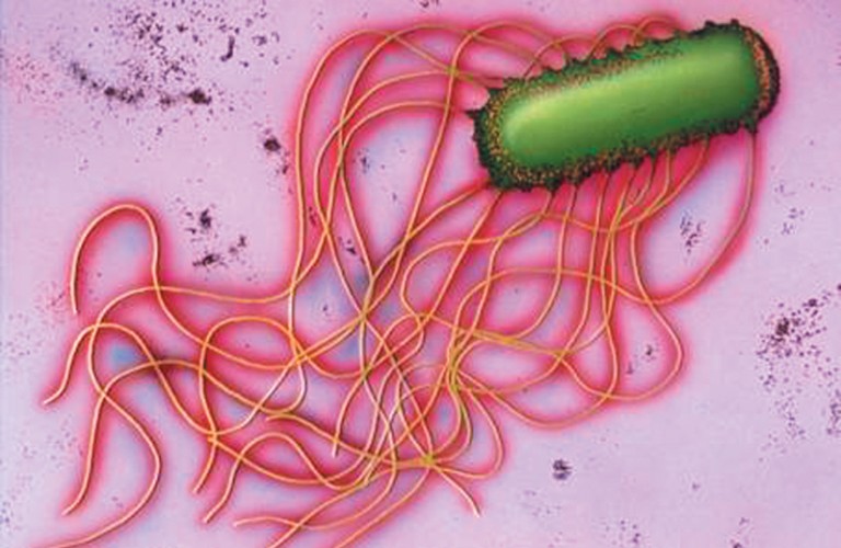 Anti- Salmonella: Энтероклон моноспецифический О:6, 1 мл, лиоф.