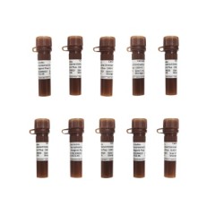 Реагент для удаления микоплазм Reagent Plus, 100×, 10×1 мл, Servicebio