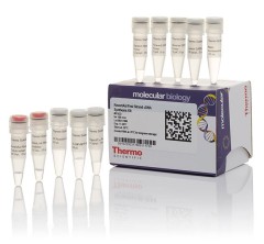 Набор для синтеза первой цепи кДНК с обратной транскриптазой RevertAid, Thermo FS