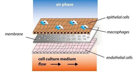 Система перфузии iFlow Organ-on-a-Chip, проточная, многоканальная, контроллер с сенсорным экраном, Suzhou Precigenome
