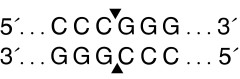 Эндонуклеаза рестрикции SmaI, 20 000 ед/мл, New England Biolabs