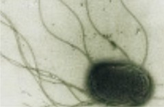 Anti- Salmonella: Энтероклон группоспецифический E, 1 мл, жидкий
