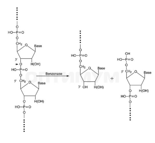 Бензаза (Бензонуклеаза), более 90%, CAS 9025-65-4, Россия