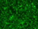 Панель антител Apoptosis Marker Antibody Duo (Bcl2, Bax), Arigobio