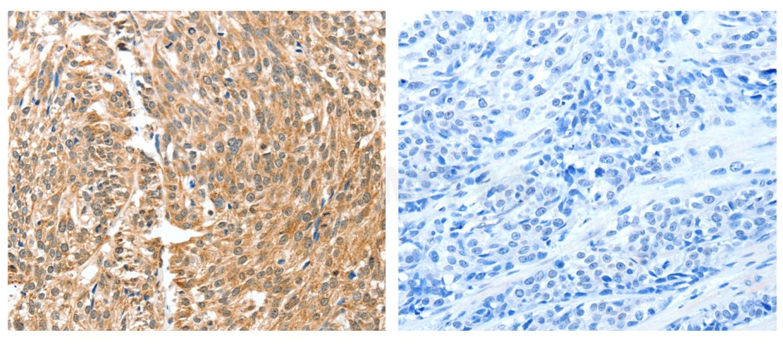 Панель антител Apoptosis Marker Antibody Duo (Bcl2, Bax), Arigobio