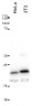 Панель антител Apoptosis Marker Antibody Duo (Bcl2, Bax), Arigobio