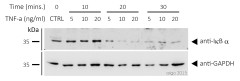 Антитела I kappa B alpha Antibody, кроличьи, поликлональные, Arigobio